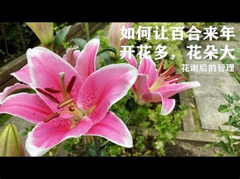 百合花是完全花嗎 丈公 是什麼